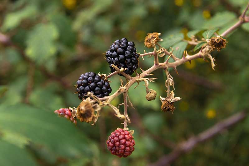 Brombeere