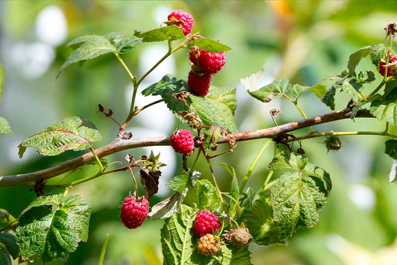 Himbeere