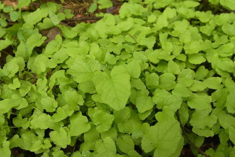 Knoblauchsrauke