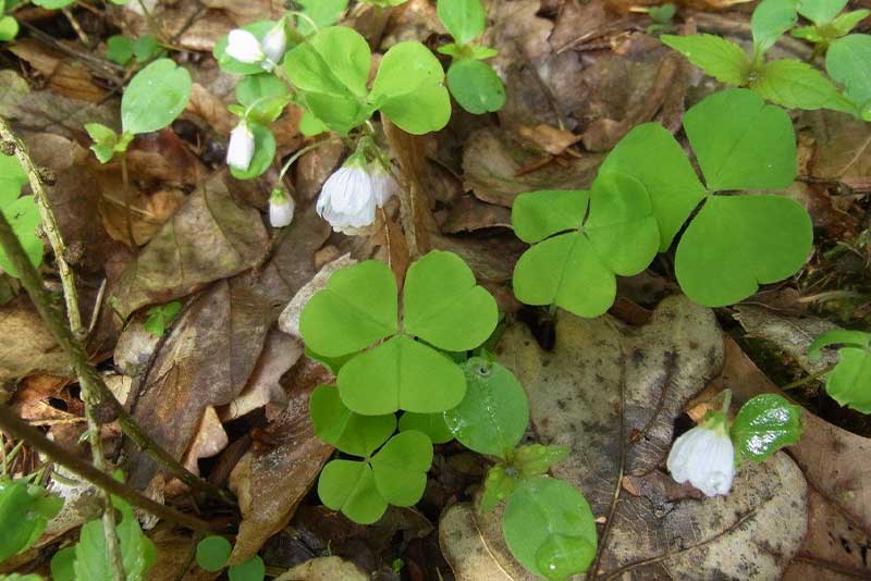 Wald Sauerklee