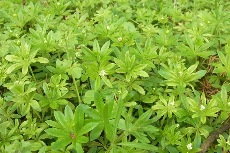 Waldmeister